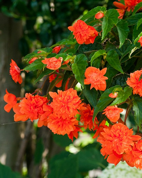 Pendula Orange1